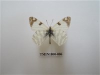 藏品(粉蝶科)的圖片